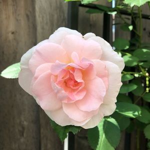 Meet your Posher, Elena